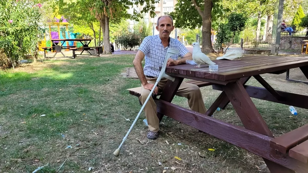 Bedensel Engelli Ahmet Güney’den Sakat Güvercine Eşsiz Bağ