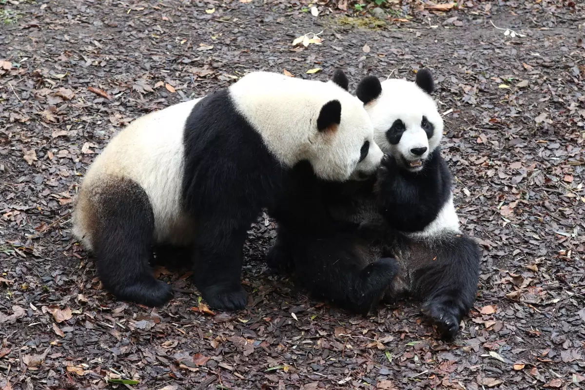 Belçika’da Panda Veda Töreni